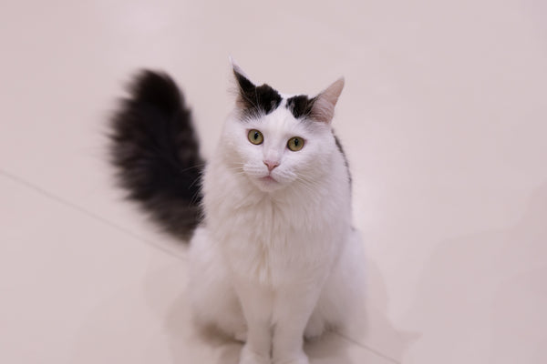 ピアリィ の写真