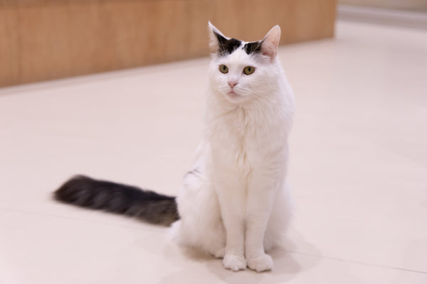 ピアリィ の写真
