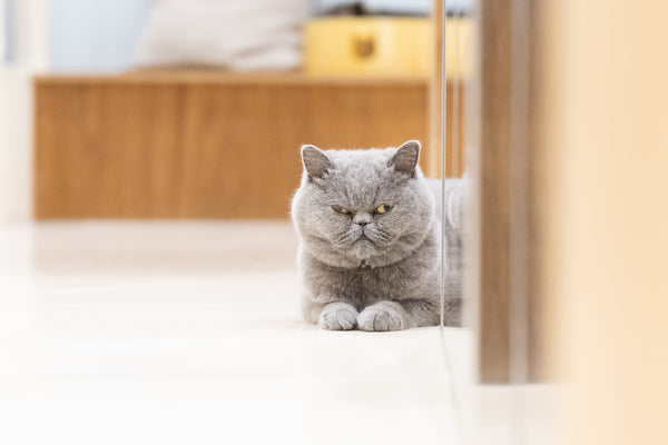 ロン の写真