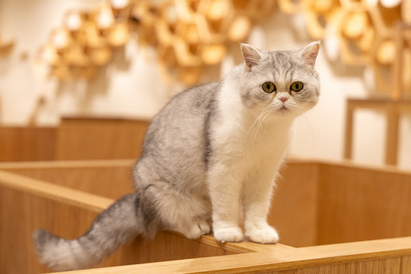 パズ の写真
