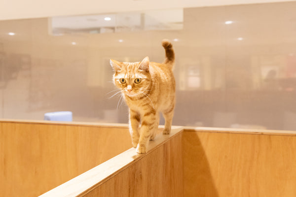 カナデ の写真
