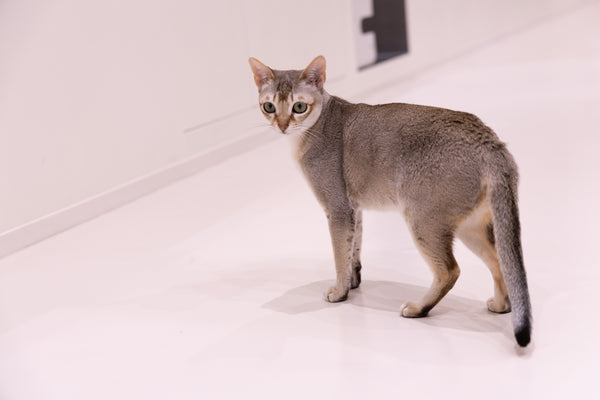 アデル の写真
