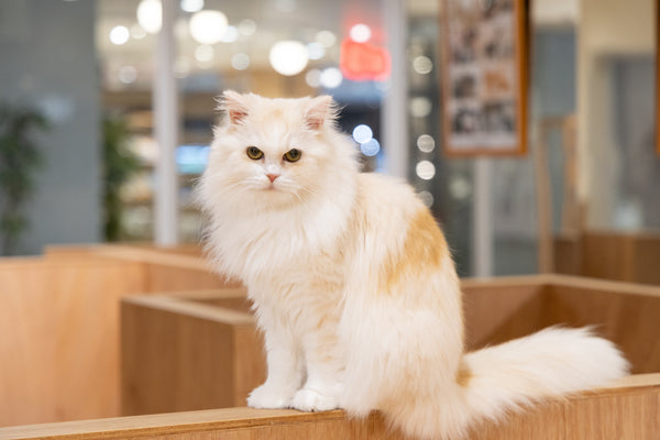 ラヴィ の写真