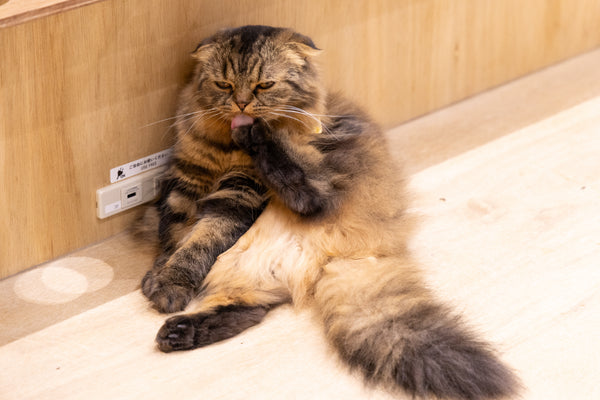 ノエ の写真