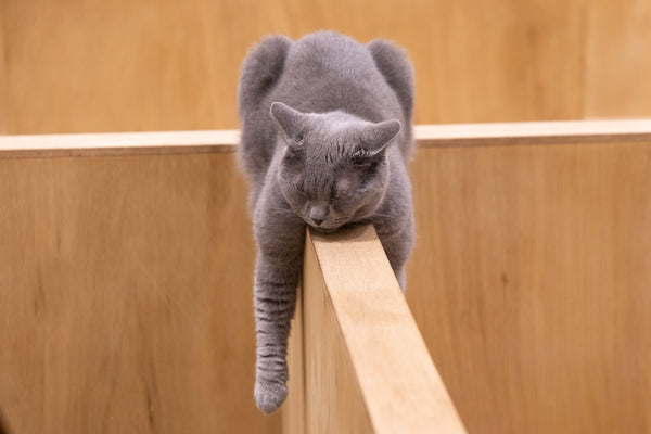 ムツキ の写真