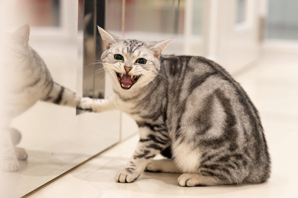 ミリ の写真