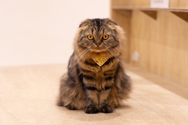 ノエ の写真