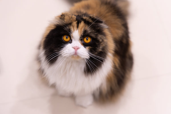 クルル の写真