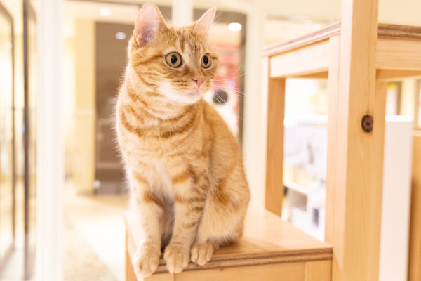 カナデ の写真