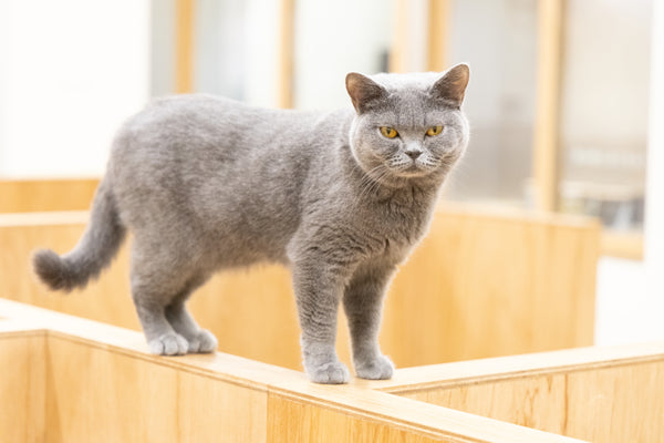 レミィ の写真