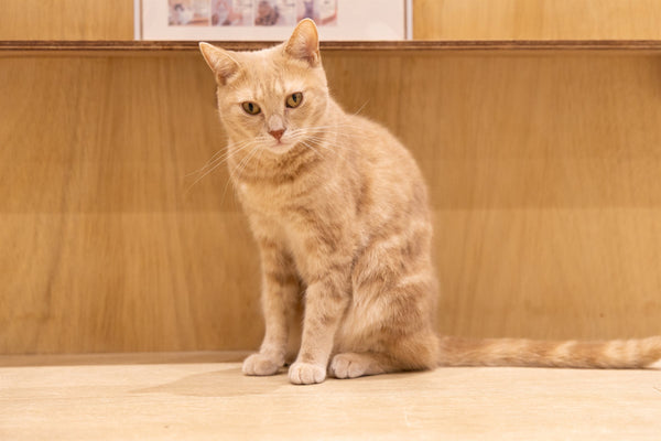 ニギ の写真
