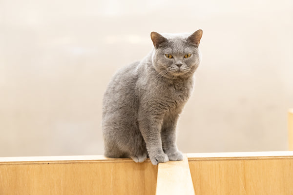 レミィ の写真