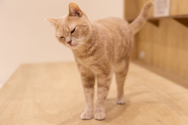 ニギ の写真