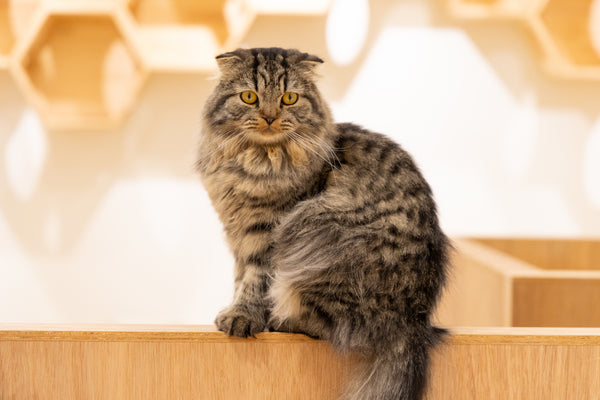 シェル の写真