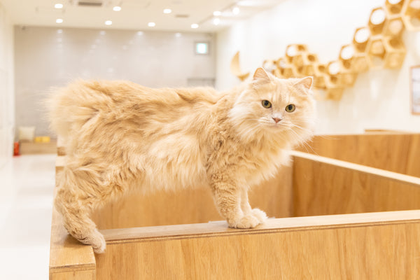 パム の写真