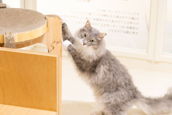 ユズ の写真