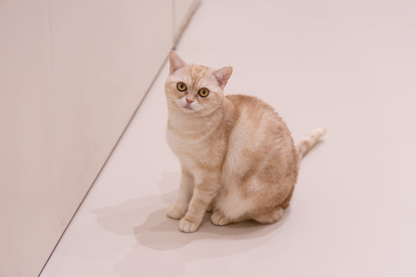 ホーン の写真