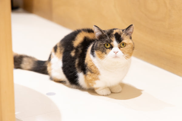 ナデシコ の写真