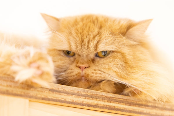 ヒナ の写真