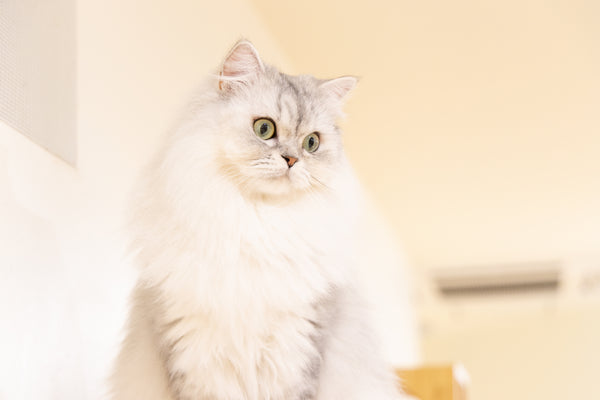 フィオナ の写真