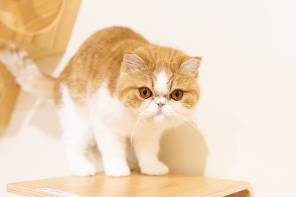 モモタ の写真