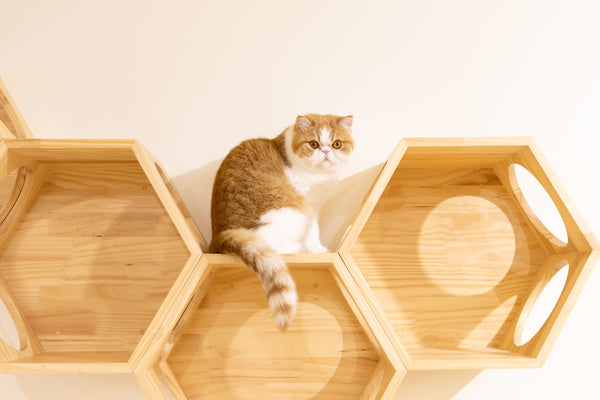 モモタ の写真