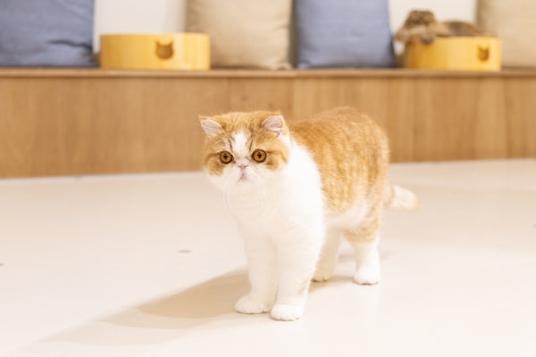 モモタ の写真