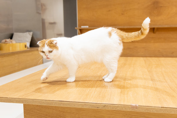 イブ の写真