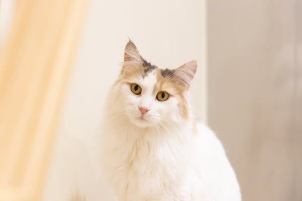 ミナミ の写真