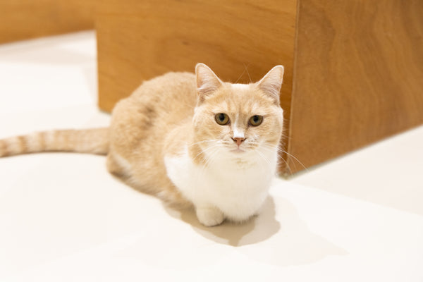 ハチミツ の写真