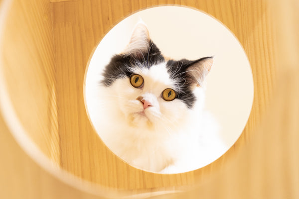 ナビ の写真
