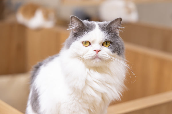 アルン の写真