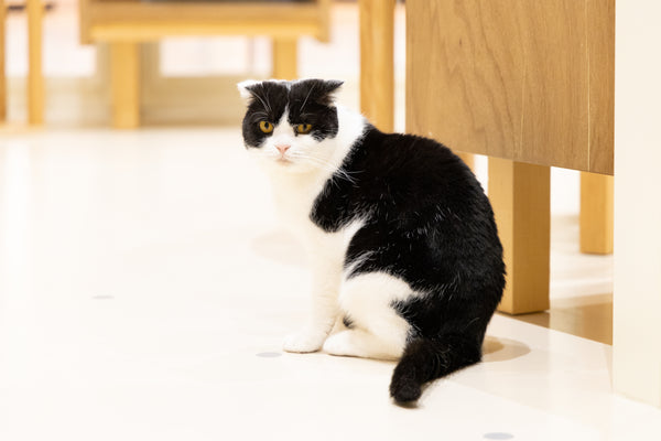 ハピ の写真