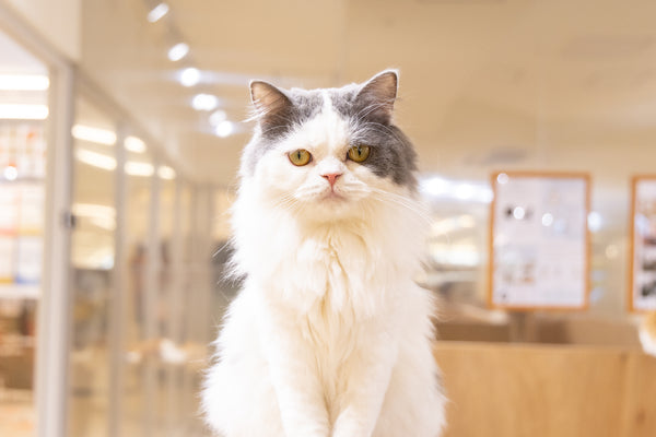 アルン の写真