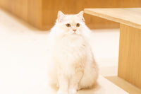 わたげ