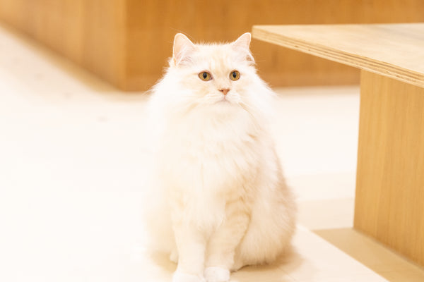ワタゲ