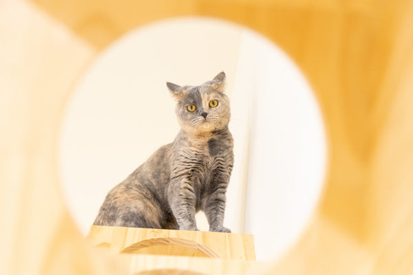 エミ の写真