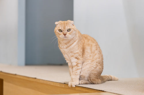 ツルピ