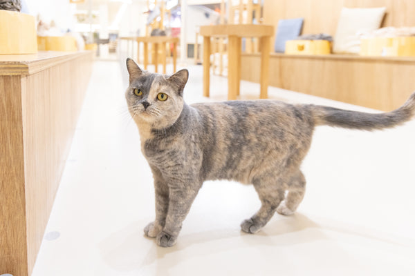 エミ の写真