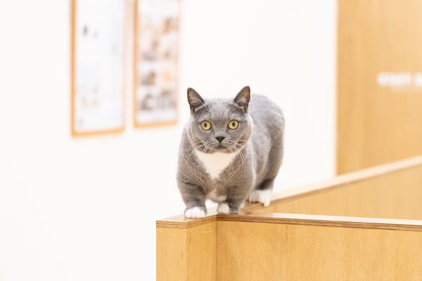 ティノ の写真