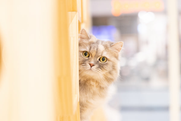 カレン の写真