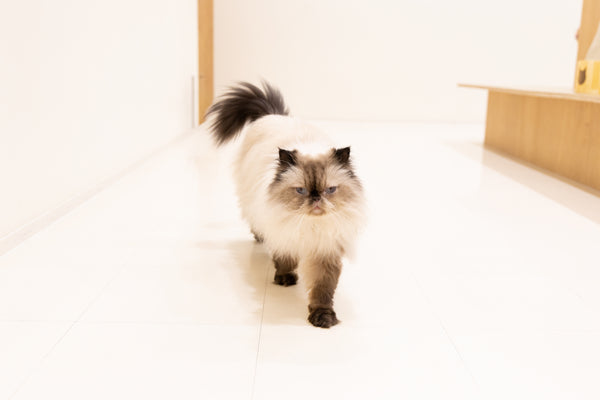フウタ の写真