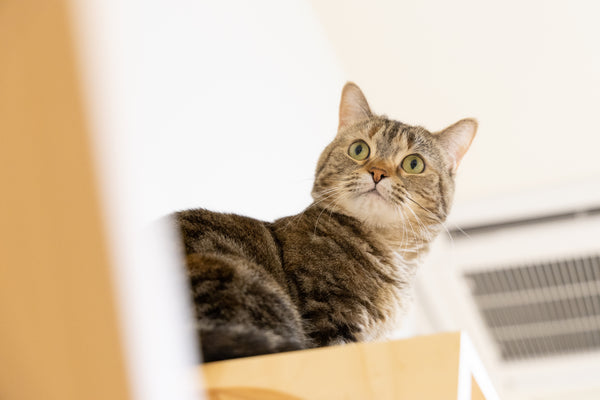 ツブ の写真