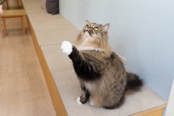 サバ の写真