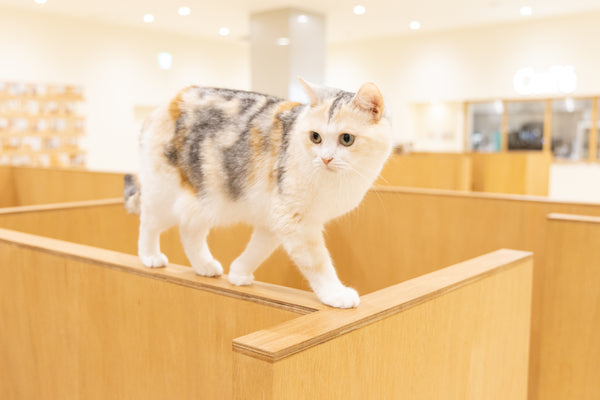 ノン の写真