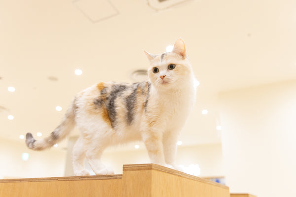 ノン の写真