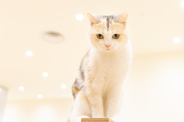 ノン の写真