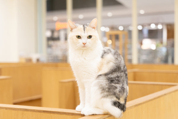 ノン の写真