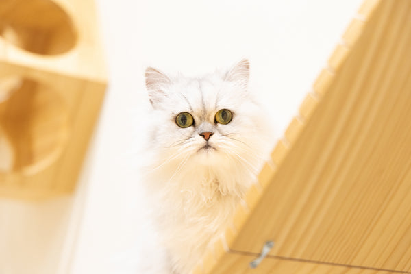 アネラ の写真