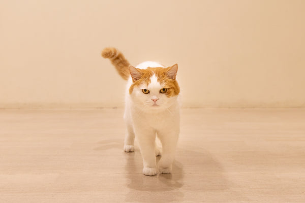 ジバ の写真